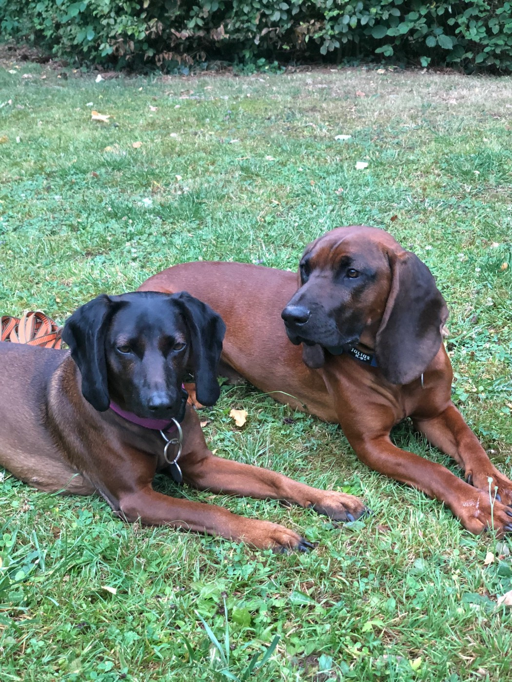 Nos chiens